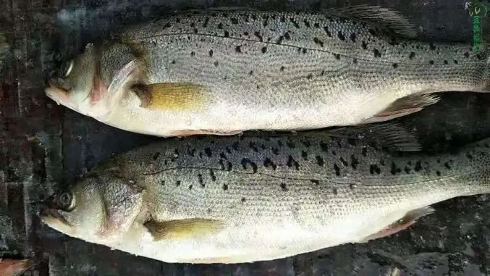 微信图片_2026-01-06_135409_874.jpg 微信图片_2026-01-06_135409_874.jpg